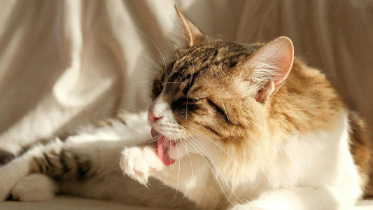 Why Do Cats Get Hairballs, and What Can You Do to Help?
