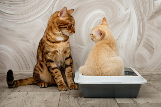 Why Does Your Cat's Litter Box Still Smell After Cleaning?
