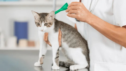 How to properly apply flea medicine to dogs and cats