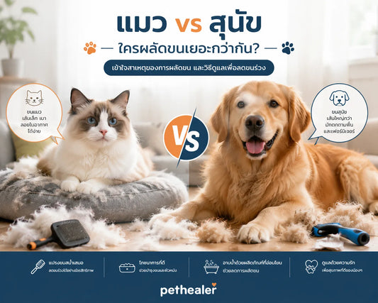 แมว vs สุนัข: ใครผลัดขนมากกว่ากัน? พร้อมคำแนะนำจาก Pethealer