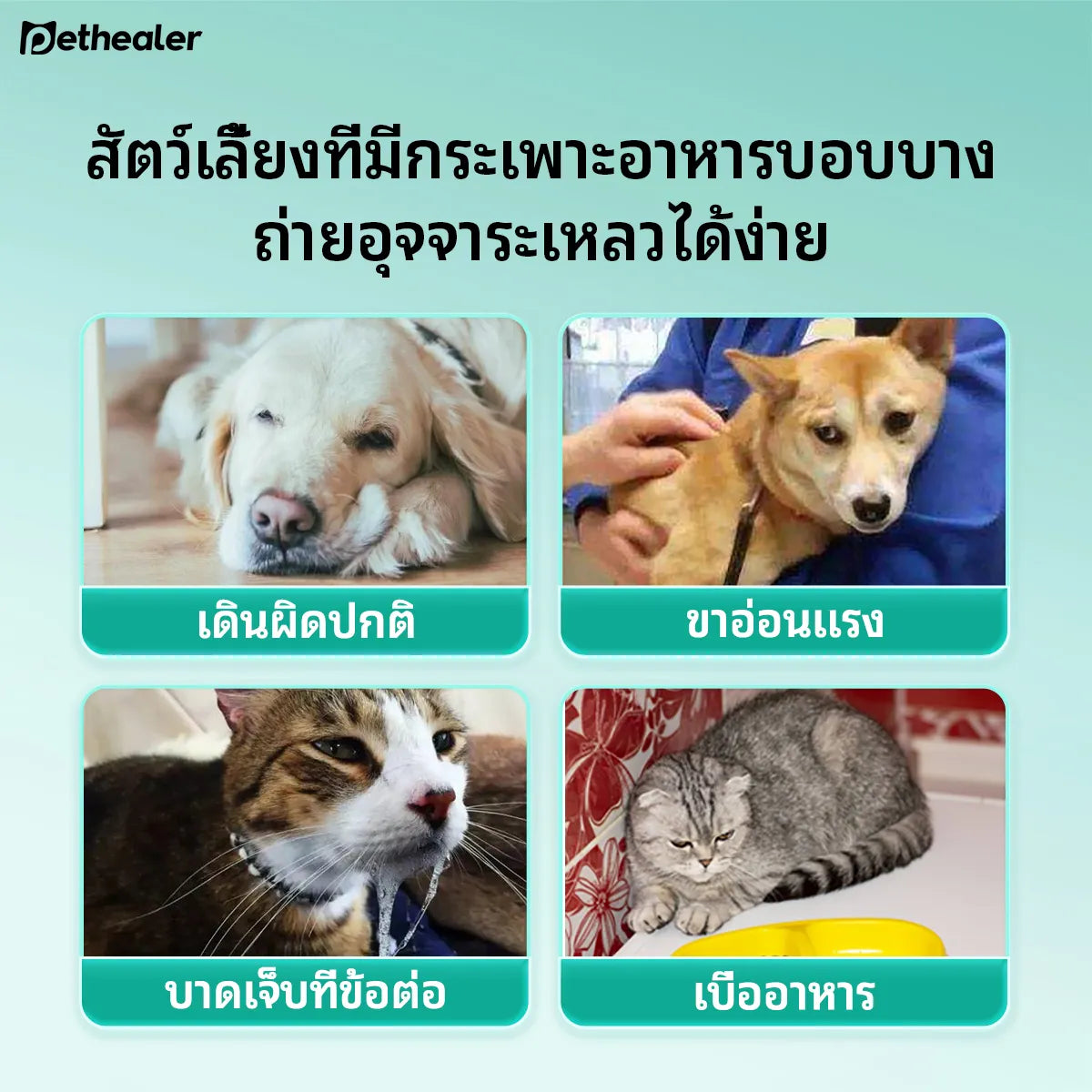 Pethealer Probiotic Tablets for Dogs & Cats