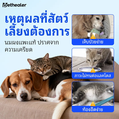 Sữa dê Pethealer dành cho thú cưng giúp bồi bổ cơ thể và tăng cường miễn dịch cho chó mèo.