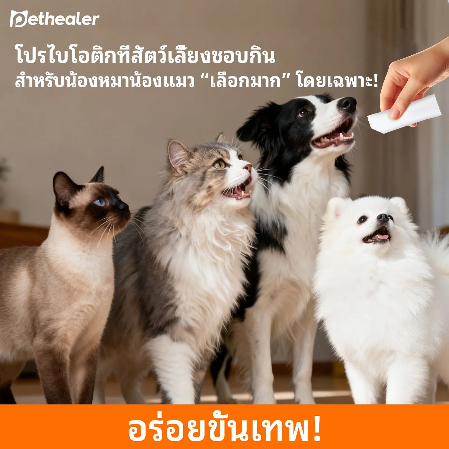 Pethealer โปรไบโอติกสูตรผสม เพื่อสุขภาพลำไส้ สำหรับสุนัขและแมว